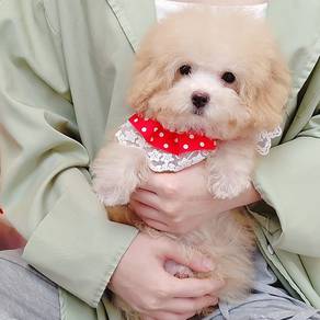 Maltipoo