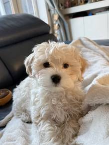 F9557 Scampering Maltipoo Cute Baby Face Teddy Bea