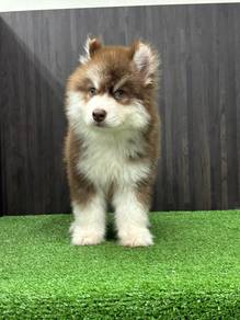 wooly husky  1male dob 18/1 now 2month