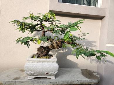bonsai asam jawa