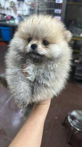 Sable colour Pomeranian Male