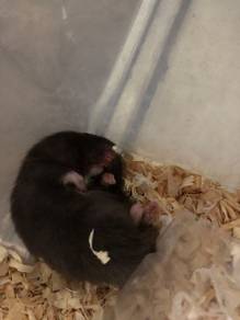 Hamster Bigbone 