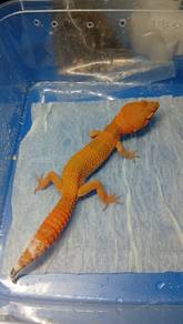 Leopard Gecko 