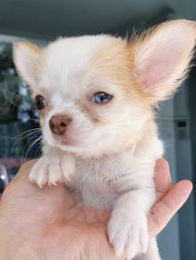 CX600 Chihuahua little sweetheart puppy pet