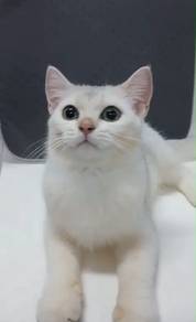 BSH Silver MALE 5 MONTH