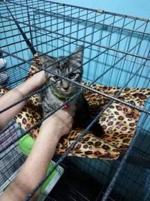 Pet Cat Hammock Kucing