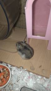 Hamster for rehome - With Fee