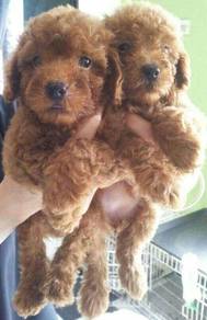 Toy poodle 