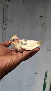Burung cockateil