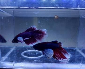 Dumbo Betta Ikan Laga