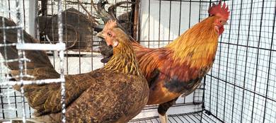 Ayam Hutan Kacuk Kampung 
