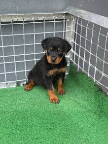 rottweiler puppies 