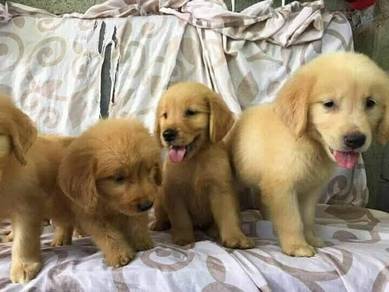 golden retriever a