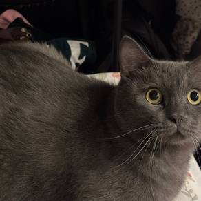 british short hair (bsh)