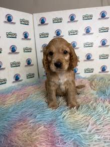 Cocker spaniel puppy