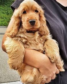 cocker spaniel puppy 