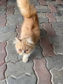 kucing murah2