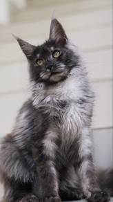 Black Smoke Maine Coon