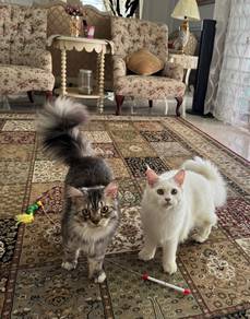 Mainecoon Cat for Sale