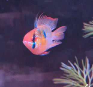 German Blue Ram 