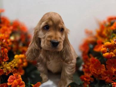 cocker spaniel j