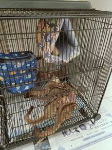 Sugar glider (MALE)