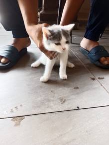 kucing tuk dijual