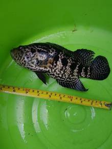 10inch Jaguar Cichlid Fish