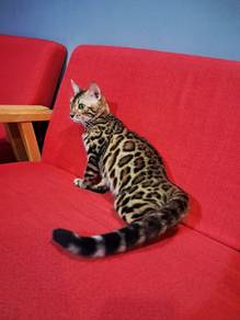 bangel cat