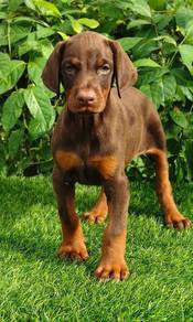 Big Bone Doberman Female 2 Months （Coklat Red）
