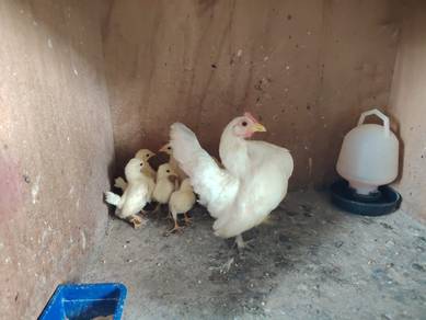 ayam serama
