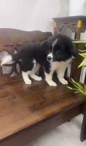 Pure Breed Border Collie Puppies (OFFER) 纯种边牧 清笼价
