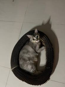 Cat Open for adoption