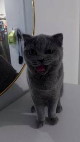 BSH For Rehome