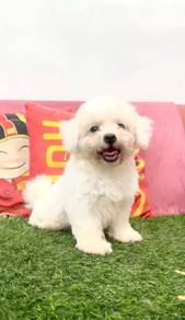 Bichon frise puppy