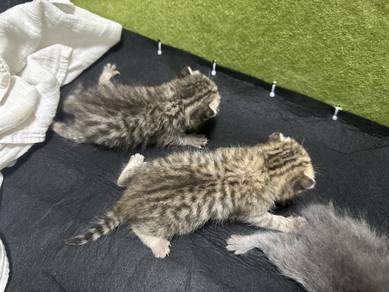Bsh Cats