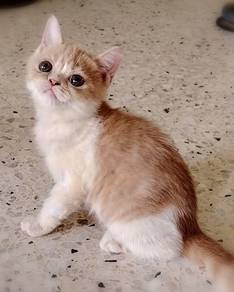 British Shorthair Kitten