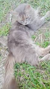 Kucing