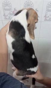 Beagle MKA Cert High Quality puppy