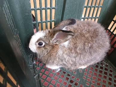 Mix Rabbits