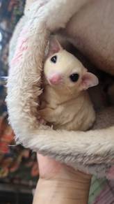 Leucistic Sugar Glider