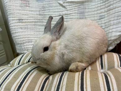 Rabbit ND