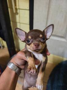 Apple head Chihuahua 