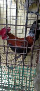 ayam hutan lapis