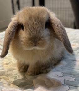 Holland Lop Rabbit Female