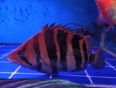 ikan Indon tiger 4bar