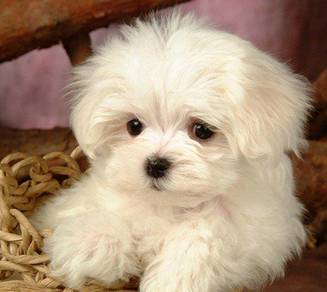 Frolicsome Maltese Cute Long Hair Puppy Puppy