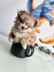 chihuahua,,