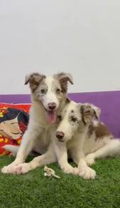 Border collie rare color with mka microchip