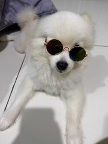 Pomeranian